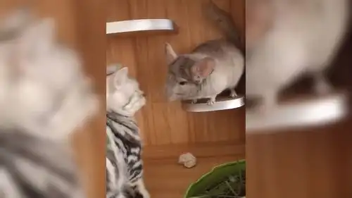 爆笑动物被老鼠赶跑的猫,在这家里活的太卑微了
