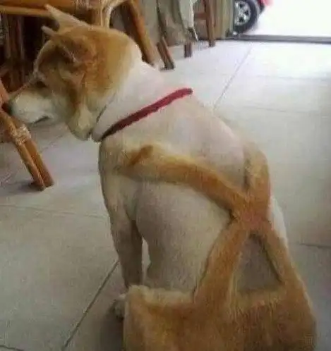 剃毛后,怀疑狗生的二哈主人你出来,我怎么变成这熊样了
