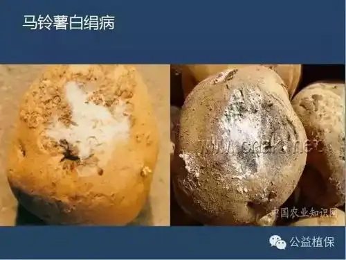 马铃薯得了病不认识看图对照,轻松搞定
