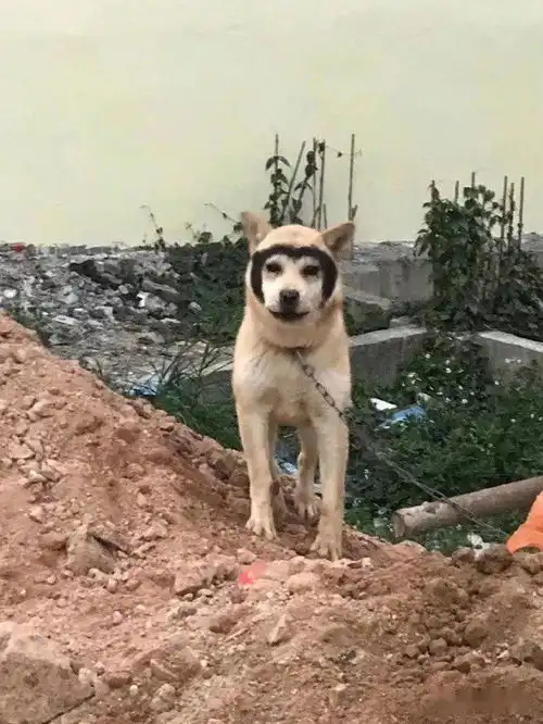 拔智齿前后的脸型变化......哈哈哈哈哈这是松鼠精转世吗
