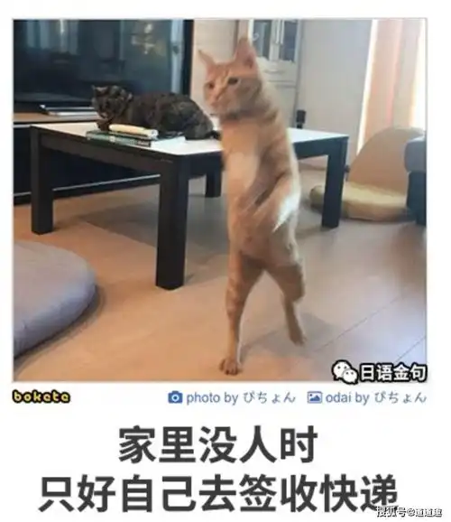 搞笑图片猫猫吃了没文化的亏,不然肯定会换个地方
