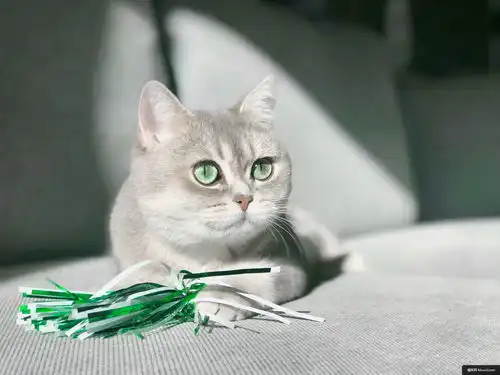 可爱英国短毛猫喵猫动物摄影图片图片壁纸动物摄影图片图片壁纸
