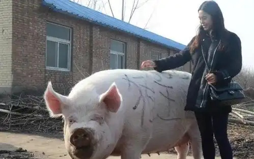 大爷养了一头猪,悉心照料后体重竟飙升至快2000斤是猪王无疑了
