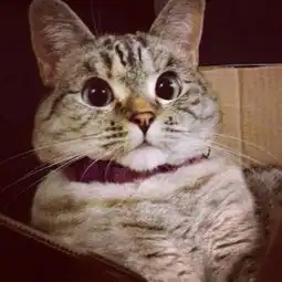 猫咪搞笑图片
