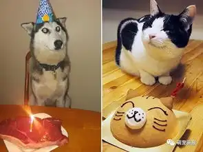 面对生日蛋糕和蜡烛,过生日的猫猫狗狗们反应好搞笑
