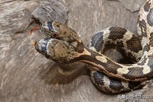 你有见过两个头的动物吗如果一条蛇有两个头你会不会害怕
