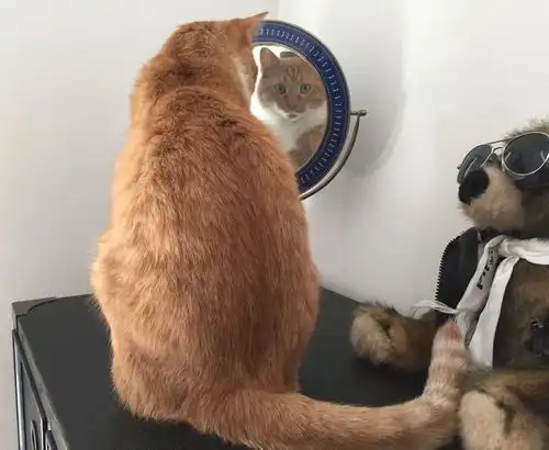 20张猫咪搞笑图片说明有猫的日子,生活一点也不会无聊
