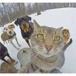 抖音猫咪自拍表情包图片大全抖音猫咪自拍表情包高清搞笑
