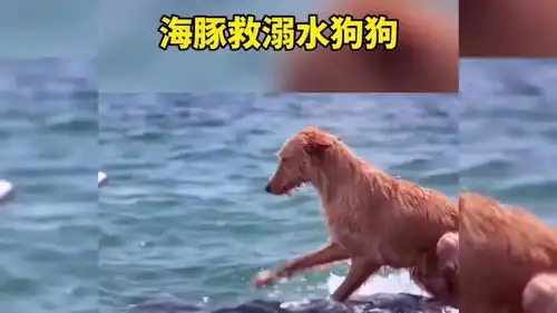 爆笑动物合集原来守株待兔是真的,兔子急了把自己撞晕,真实版上演
