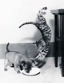 搞笑的老鼠,小狗,猫咪,猴子等动物图片,动物世界,搞笑图片大全,左右键切换图片
