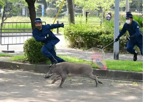 日本野猪泛滥,一年造成40亿损失,日本专家企图交给中国人处理
