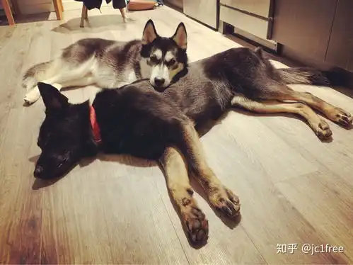德牧和哈士奇哪个好养

