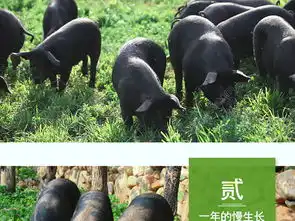 东北黑猪蹄淘宝详情页模板源文件psd文件模板免费下载psd格式750像素编号28236905千图网
