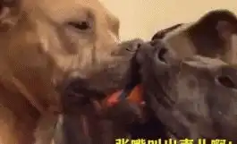 搞笑图片幽默段子笑话大姐,你跳舞的时候没发现撞到什么了吗
