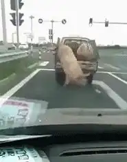 搞笑gif跟了他一路了,这都捡第二个猪了
