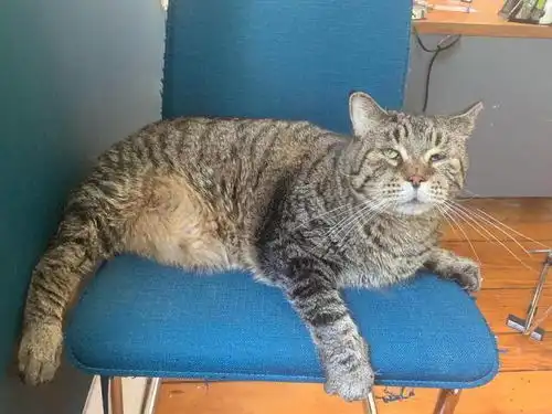 狸花猫长到了22斤后,被抛弃在收容所,网友真不配当主人

