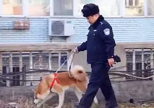 秋田犬因追逐异性而走失,只能送往警局暂养,狗狗险些成了警犬

