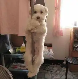 狗子日常奇怪的行为习惯,看看和你们家的一样吗
