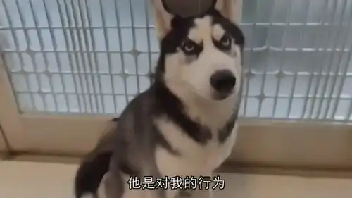 爆笑哈士奇大g用这样的方式,勇敢承担乱撒尿的责任
