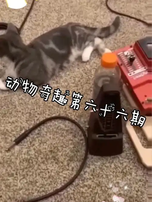 动物爆笑动物奇趣第六十六期搞笑
