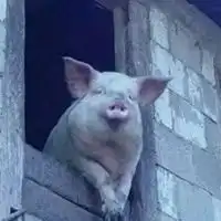 一只猪妖娆的侧躺着图片搞笑
