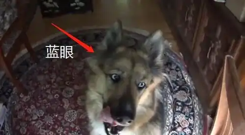 养只德牧不看家,网友看到照片后就知道了,原来有只二哈的灵魂
