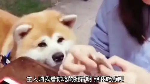 搞笑配音狗子你就给我吃点能咋地都快把我馋哭了
