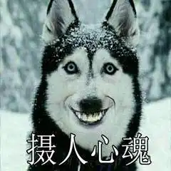 哈士奇表情图片二哈搞笑图片表情带字好不好
