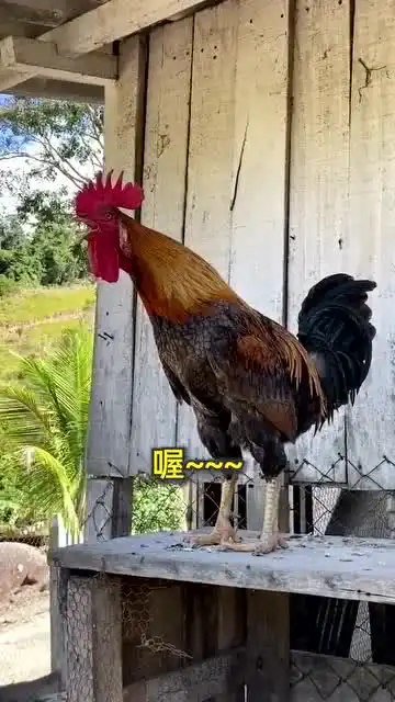 睡个觉都不踏实,这回我看你还叫不叫了搞笑视频公鸡中的战斗机
