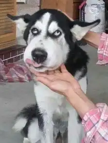 人在囧图144套套测试员招聘快来赚个外快
