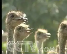 cctv.com
