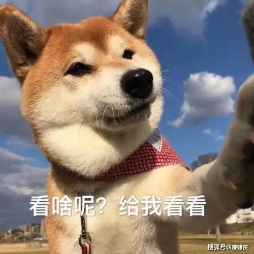 最新热门表情包图片羞羞脸,我可以撩你吗
