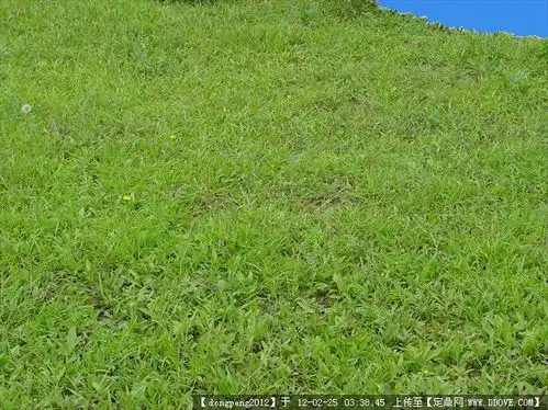 草坪后期素材的图片浏览,配景素材,园林植物,园林建筑装饰设计素材
