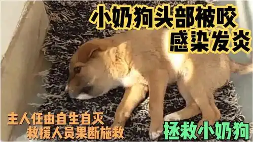 小奶狗头部肿胀,感染发炎危及生命,幸得救援帮助
