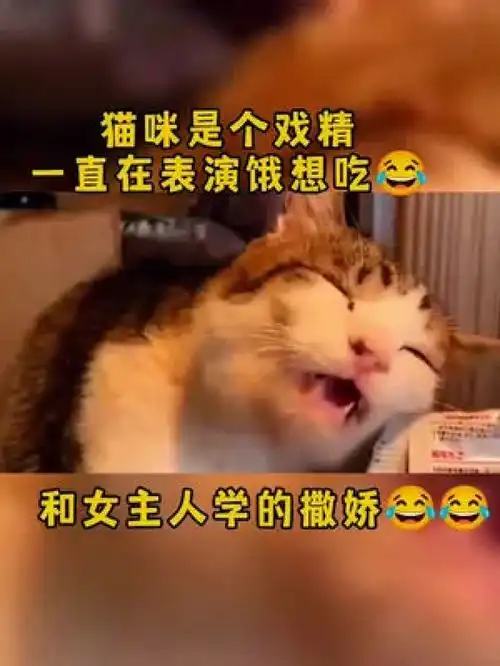 可爱的小猫咪你追梦我护航丑猫碎嘴子猫保护鸟类猫小子萌宠搞笑猫的名字猫咪能有多可爱
