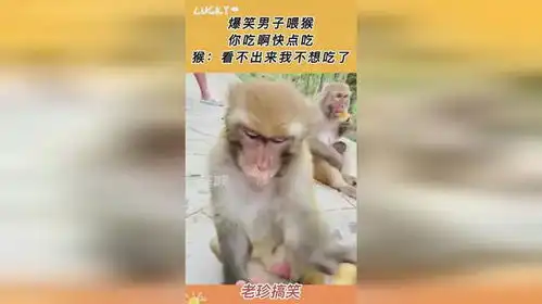 爆笑男子喂猴,你吃啊快点吃,猴看不出来我不想吃了
