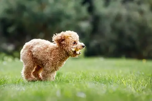 点击来源直接获取大图文件棕色疯狂的贵宾犬幼犬在草地上快速奔跑小狗咬着橡胶玩具并开始比赛愤怒的小狗和有趣的照片摄影搞笑狗狗高清大图

