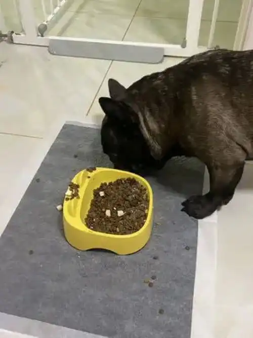 激萌动物家养宠物爆笑动物小奶狗法国斗牛犬
