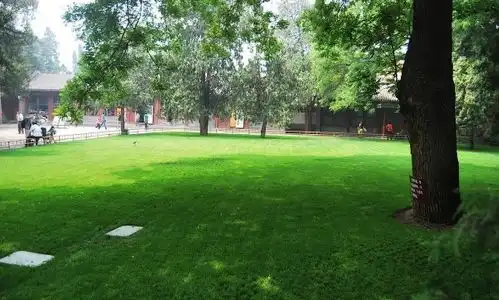 草坪的施肥,你需要注意这些
