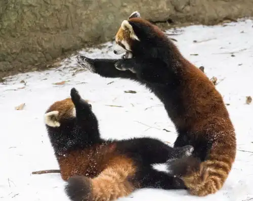 美动物园小熊猫雪中嬉闹打滚逗趣组图
