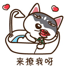 搞笑的二哈微信表情带字大全颜值太低拒绝回答
