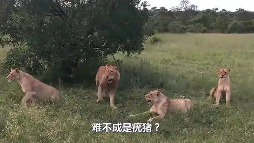 千里送猪头疣猪吵醒熟睡狮群,下一秒搞笑了
