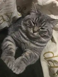 岁月是几大麻袋猪饲料,不只喂胖了我,还喂胖了猫主子,惨不忍睹

