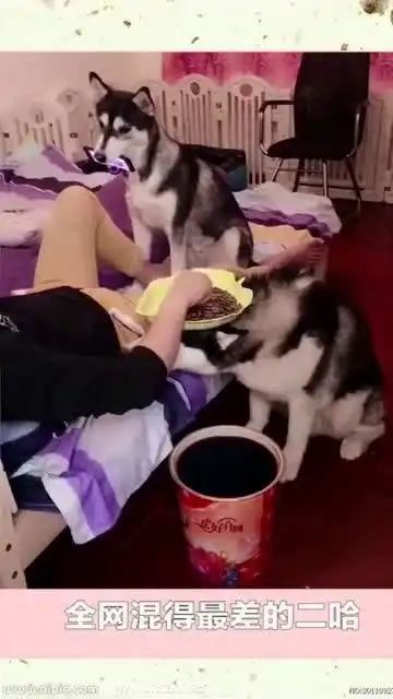 爆笑萌宠,快来看看全网混的最差的二哈,笑死我了
