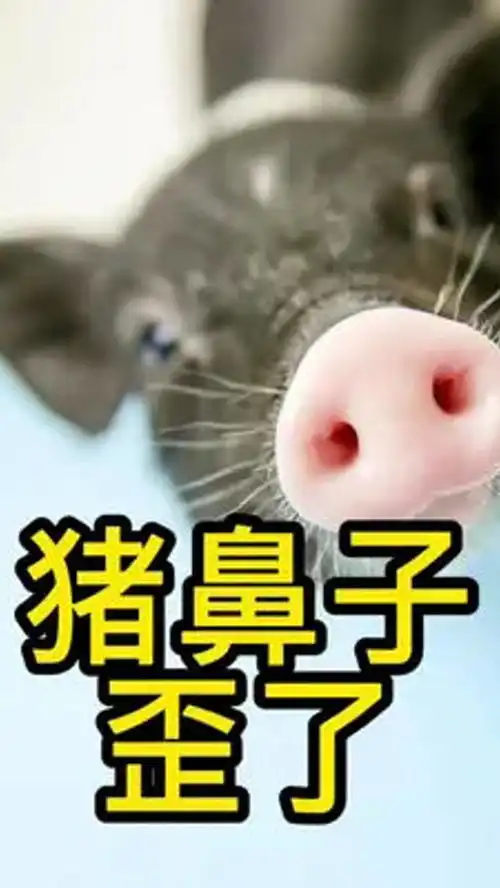 养猪技术科学养猪养猪小妙招猪呼吸道问题猪鼻子歪了
