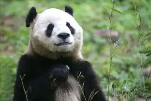 憨态可掬图片全景网
