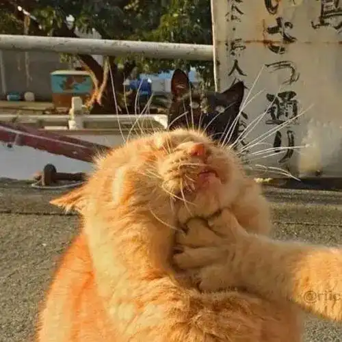 不小心换错水,宠物熟了网友养过的奇怪宠物,哈哈哈笑到头掉
