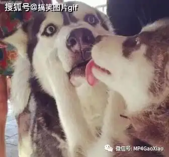 搞笑图片秀恩爱就好好秀,没事发什么转账记录,搞得跟x的一样
