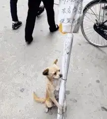 老板娘,你煮的汤圆一点也不好吃,我差点就吐了
