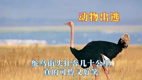 动物上班久了也向往远方,鸵鸟街头狂奔几十公里,真的可怜又好笑
